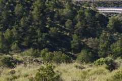 02-1er-Cross-Trail-Puntes-Gosalvez-2026_0004