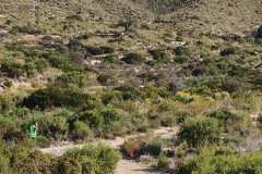 02-1er-Cross-Trail-Puntes-Gosalvez-2026_0525