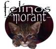 Felinos-lo-morant