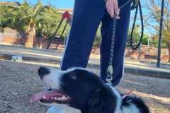 Feria-Mascotas-Canicross-Mutxamel-2026_0006