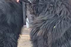 Feria-Mascotas-Canicross-Mutxamel-2026_0009