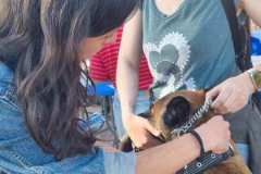 Feria-Mascotas-Canicross-Mutxamel-2026_0011