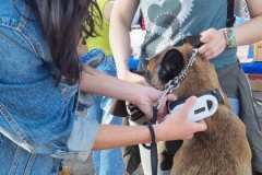 Feria-Mascotas-Canicross-Mutxamel-2026_0012