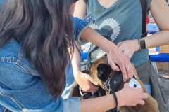 Feria-Mascotas-Canicross-Mutxamel-2026_0013