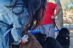 Feria-Mascotas-Canicross-Mutxamel-2026_0014