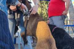 Feria-Mascotas-Canicross-Mutxamel-2026_0015