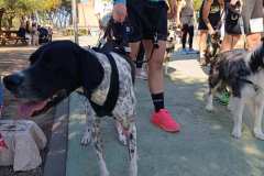 Feria-Mascotas-Canicross-Mutxamel-2026_0020