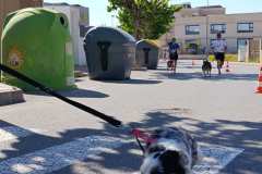 Feria-Mascotas-Canicross-Mutxamel-2026_0037