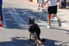 Feria-Mascotas-Canicross-Mutxamel-2026_0063