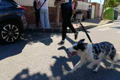 Feria-Mascotas-Canicross-Mutxamel-2026_0064