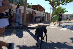 Feria-Mascotas-Canicross-Mutxamel-2026_0067