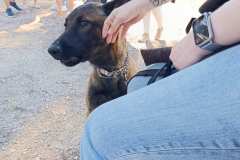 Feria-Mascotas-Canicross-Mutxamel-2026_0108