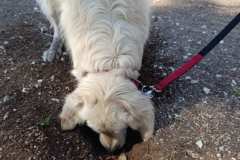 Feria-Mascotas-Canicross-Mutxamel-2026_0110