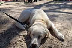 Feria-Mascotas-Canicross-Mutxamel-2026_0144
