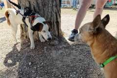Feria-Mascotas-Canicross-Mutxamel-2026_0146