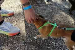 Feria-Mascotas-Canicross-Mutxamel-2026_0147