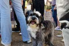 Feria-Mascotas-Canicross-Mutxamel-2026_0171