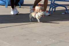 Primera-Linea-Benidorm-2026_0464